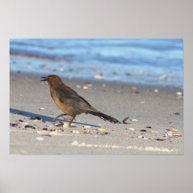 Bird on the Beach Poster (Front)