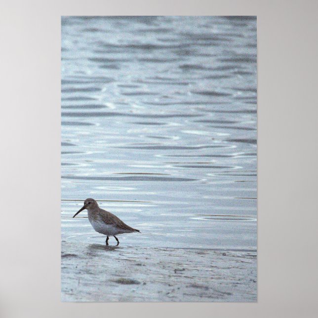 Bird on the Beach Poster (Front)