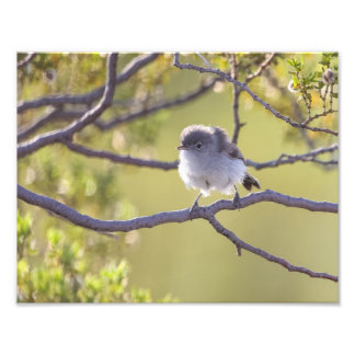 Bird on Twig (Bushtit) Photo Print