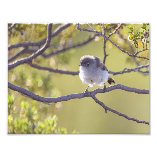 Bird on Twig (Bushtit) Photo Print (Front)