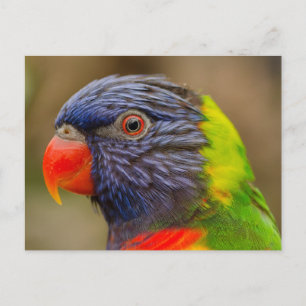 bird parrot animal postcard