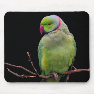Bird, parrot, parakeet mouse pad