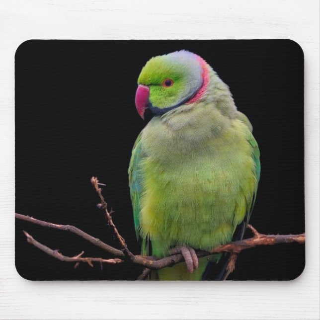 Bird, parrot, parakeet mouse pad (Front)