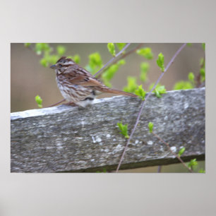 Bird Perched Poster