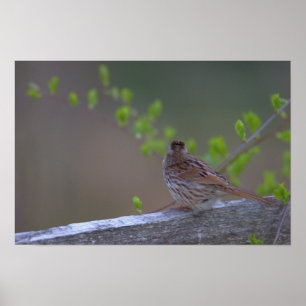 Bird Perched Poster