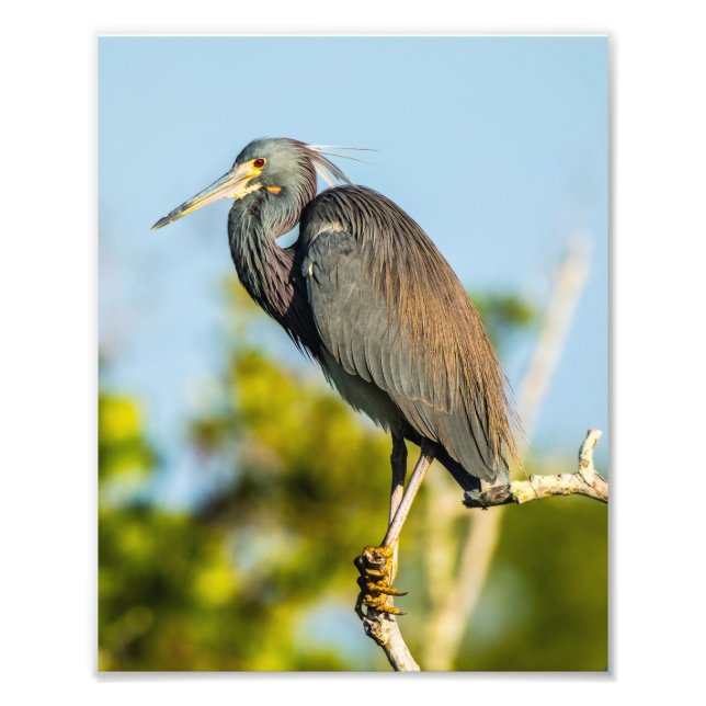 Bird Perfect 8 x 10 Kodak Pro Photo Paper Print (Front)