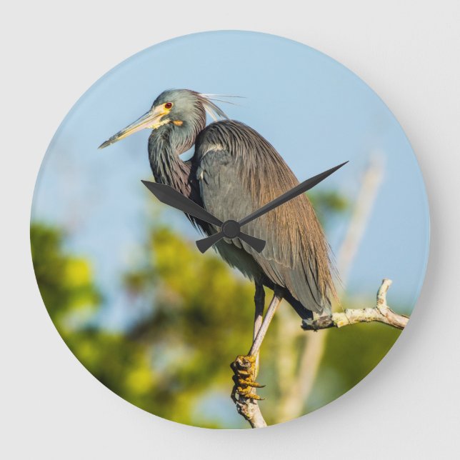 Bird Perfect Acrylic Wall Clock, Round (Large) Large Clock (Front)