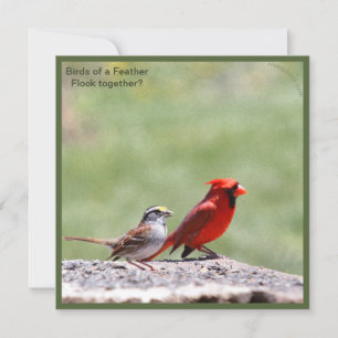 Bird Photo Photo and Graphic ~ risingdove.