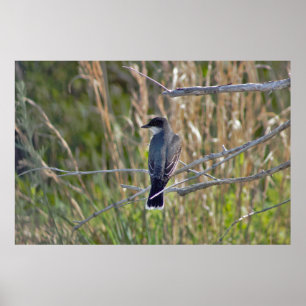 Bird Photo Poster