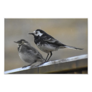 Bird Photo Print