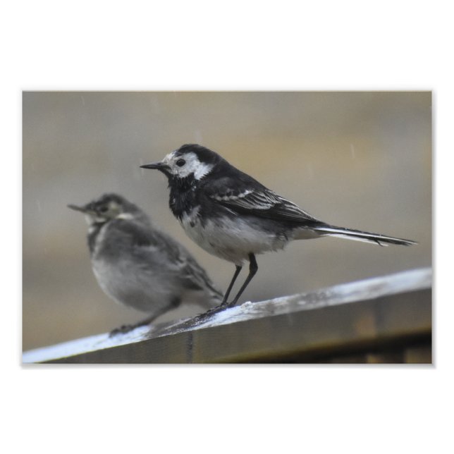 Bird Photo Print (Front)