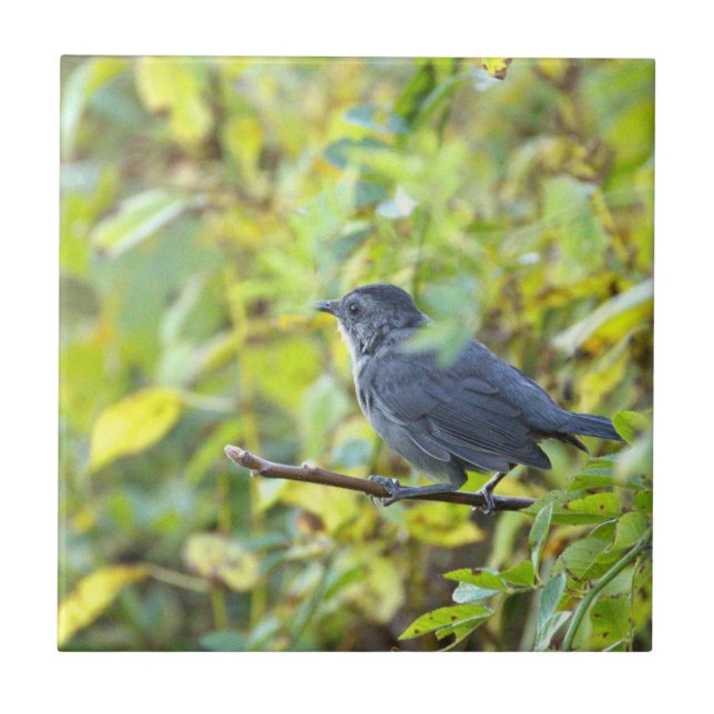 Bird Photo Tile (Front)