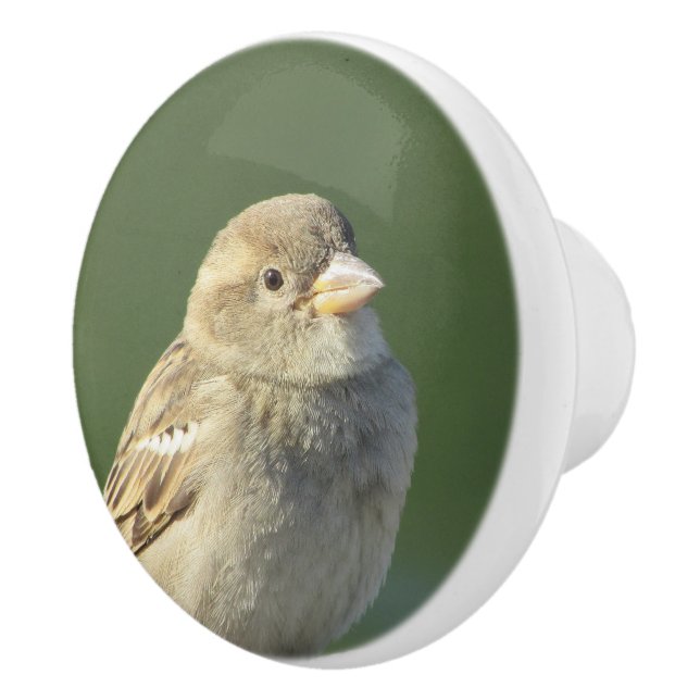 Bird Photo Wildlife Small Brown House Sparrow Ceramic Knob (Right)