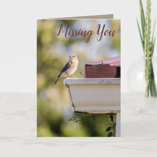 Bird Photography Nature Missing You Card