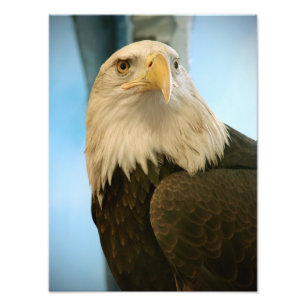 Bird Picture Photo Print