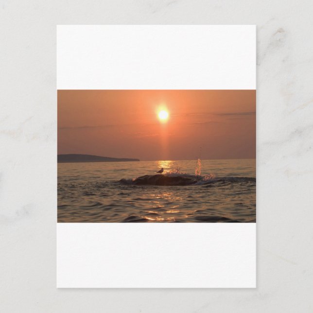 bird postcard (Front)