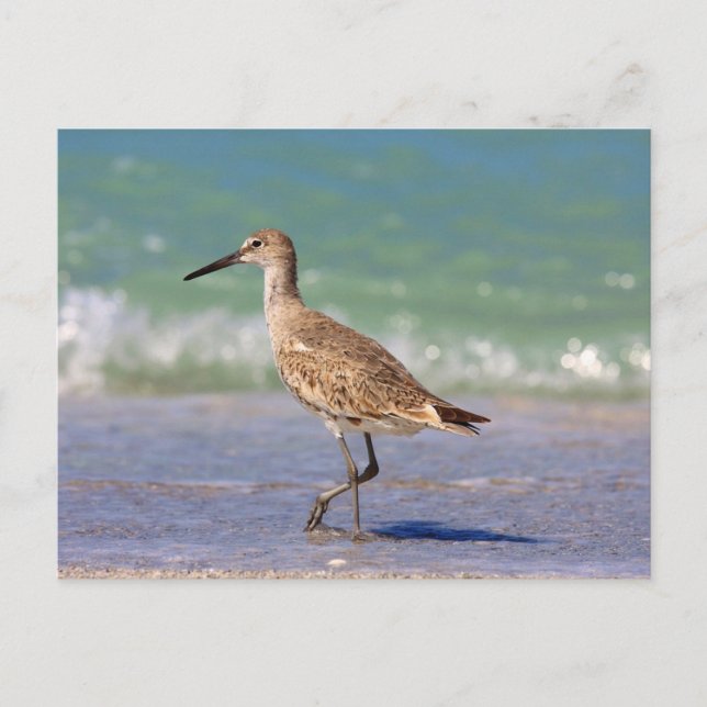 Bird Postcard (Front)