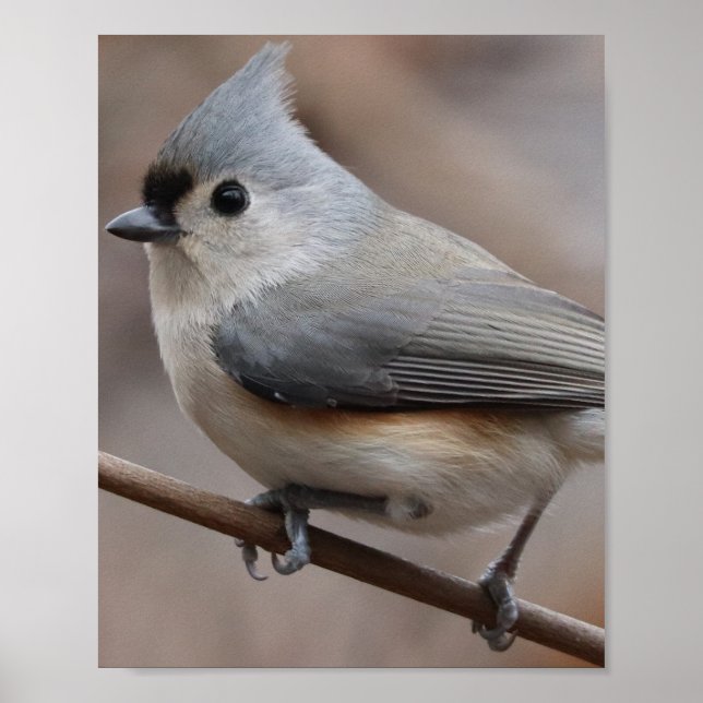 Bird Poster  (Front)