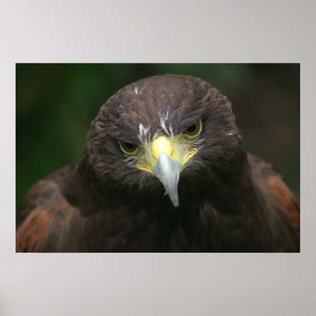 Bird poster 13 (Front)