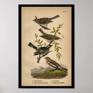Bird Print Tree Sparrow Warbler Vintage