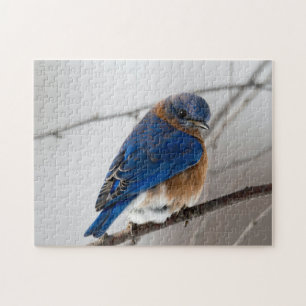 Bird Puzzles Bird Photograph Best Wildlife Photos