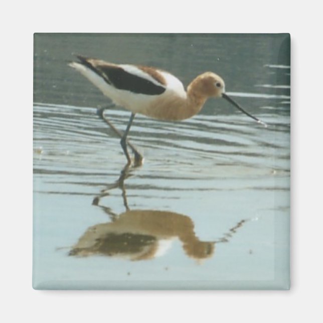 Bird Reflection at Mono Lake Magnet (Front)