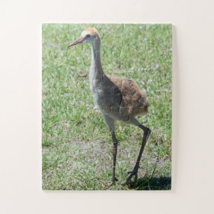 Bird Sandhill Crane Wildlife Photography Nature Jigsaw Puzzle