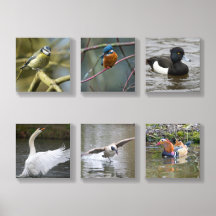 Bird selection acrylic wall tile set