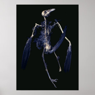Bird Skeleton Poster