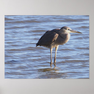 Bird Standing in Water Poster