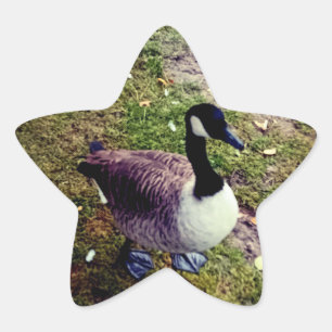 Bird Star Sticker
