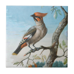 Bird Study by George Edwards (1694-1773) Ceramic Tile