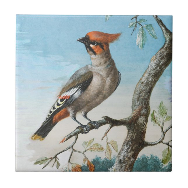  Bird Study by George Edwards (1694-1773) Ceramic Tile (Front)