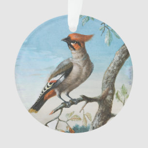 Bird Study by George Edwards (1694-1773) Ornament
