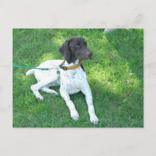 Bird the German Shorthair Pointer Postcard