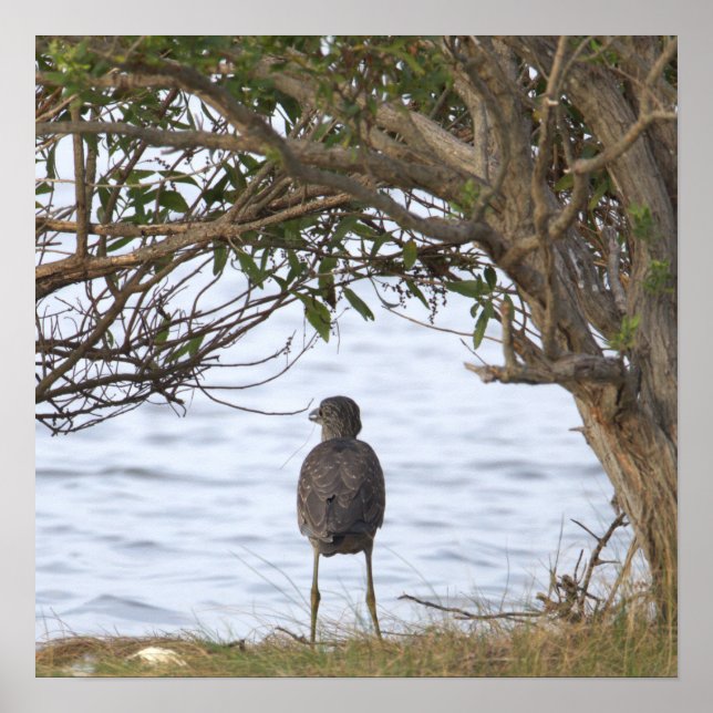 Bird Waiting Photo Poster (Front)