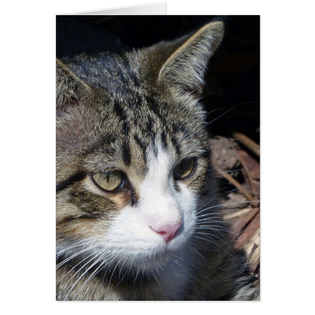 Bird Watching (Front)