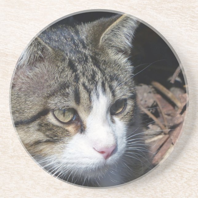Bird Watching Coaster (Front)