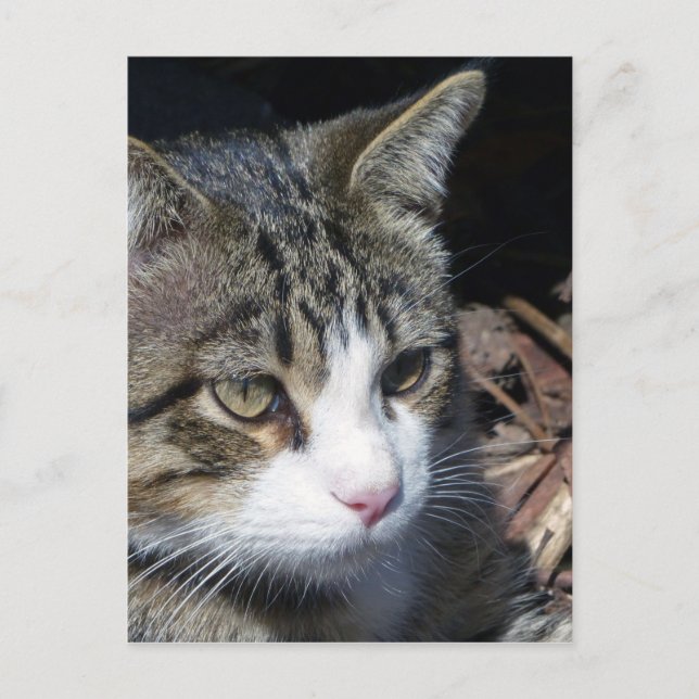 Bird Watching Postcard (Front)