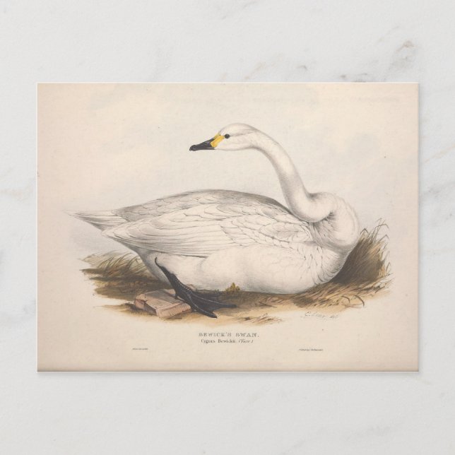Bird White Swan Ephemera Decoupage Vintage Art Postcard (Front)
