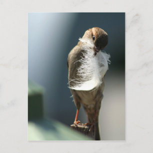 Bird With A Feather Postcard