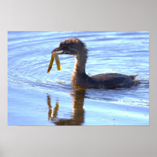 Bird with Eel Poster