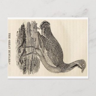 Bird Woodcut Postcard