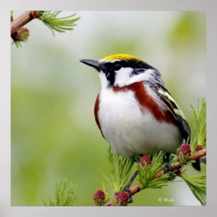 Bird yellow poster