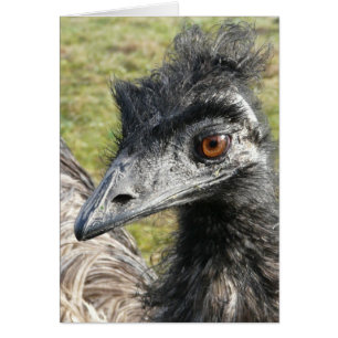 Birdbrained Emu