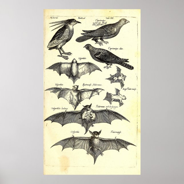 Birds and Bats Scientific Illustration (1650) Poster (Front)