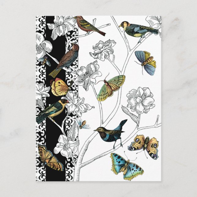 Birds and Butterfly on a Black & White Background Postcard (Front)