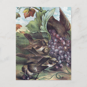Birds and Grapes Victorian Illustration Postcard