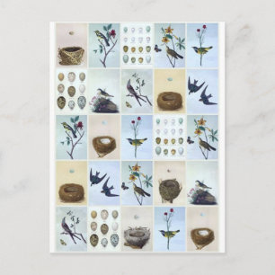 Birds and Nests Postcard