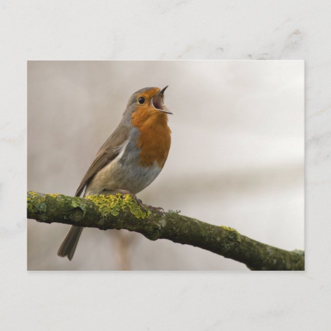 birds are the only animals with feathers 3 postcard (Front)